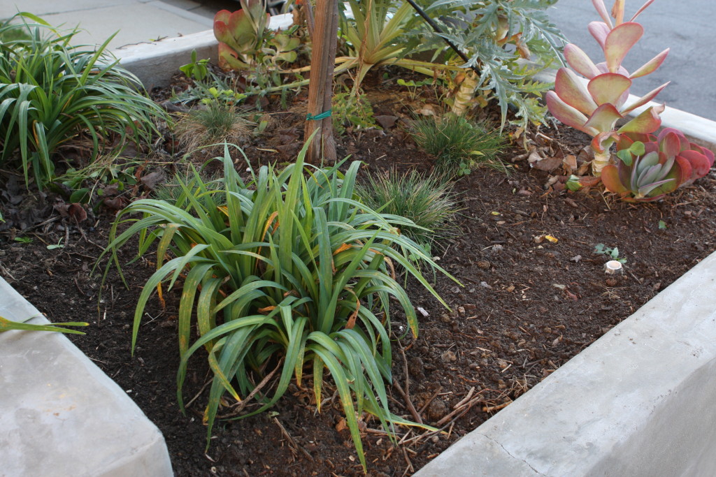 Front planter with compost added