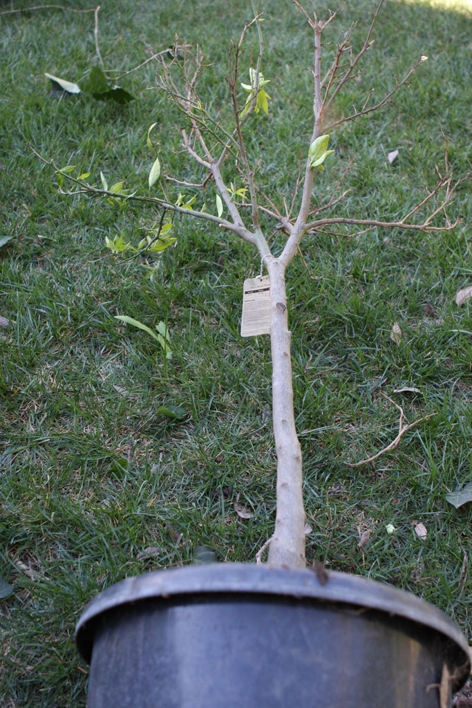 Moro blood orange tree