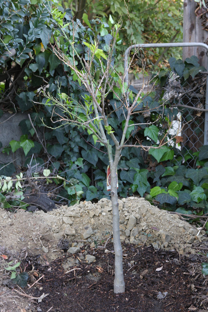 Moro blood orange tree