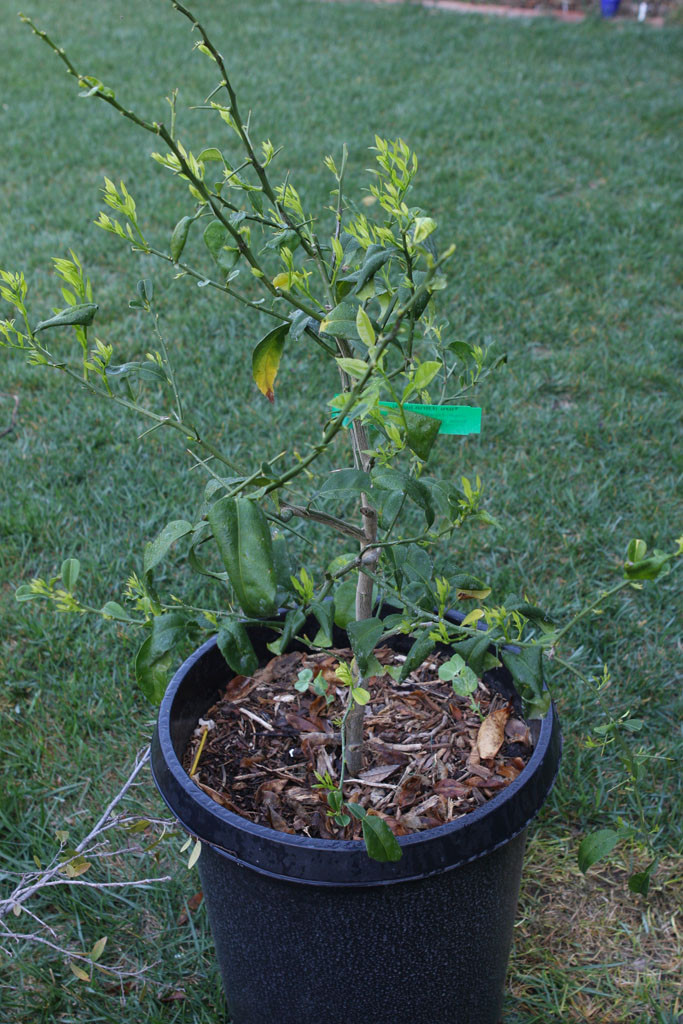 Yuzu (Citrus ichangensis x C. reticulata)
