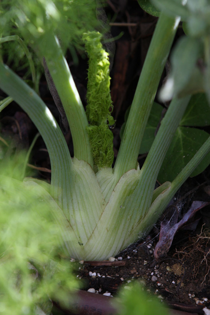 Florence fennel (Foeniculum vulgare)