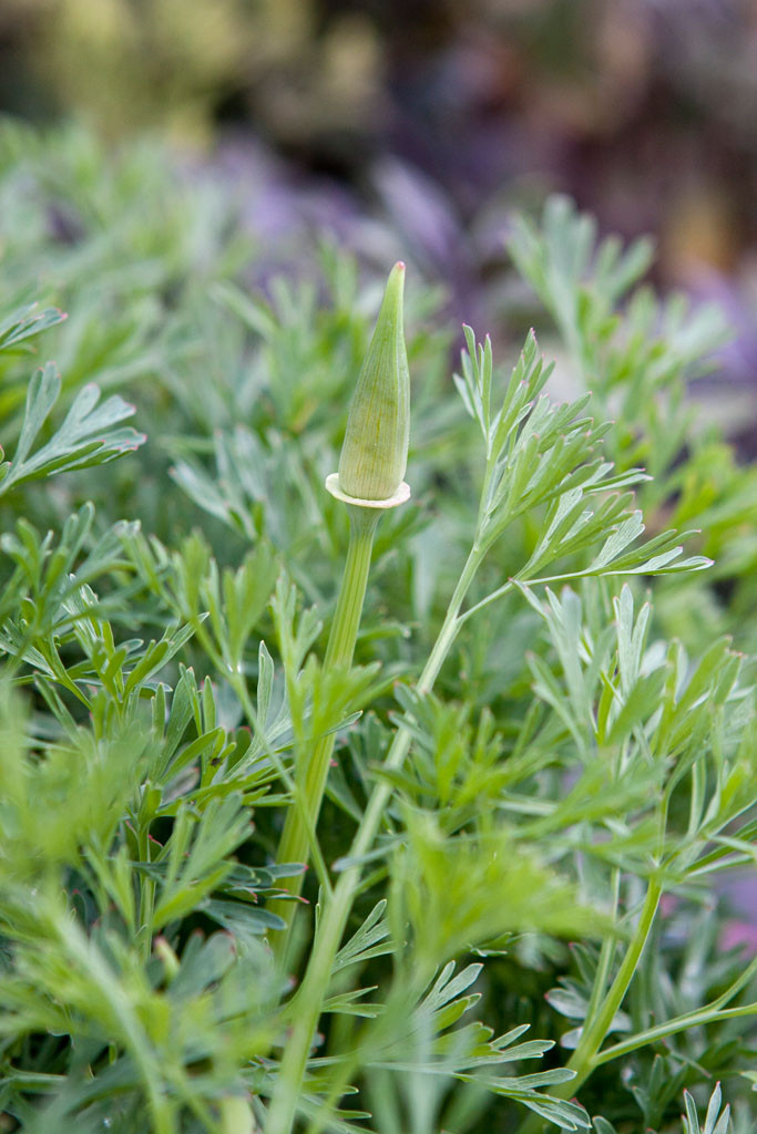 California Poppy(Eschscholzia californica) flower bud.