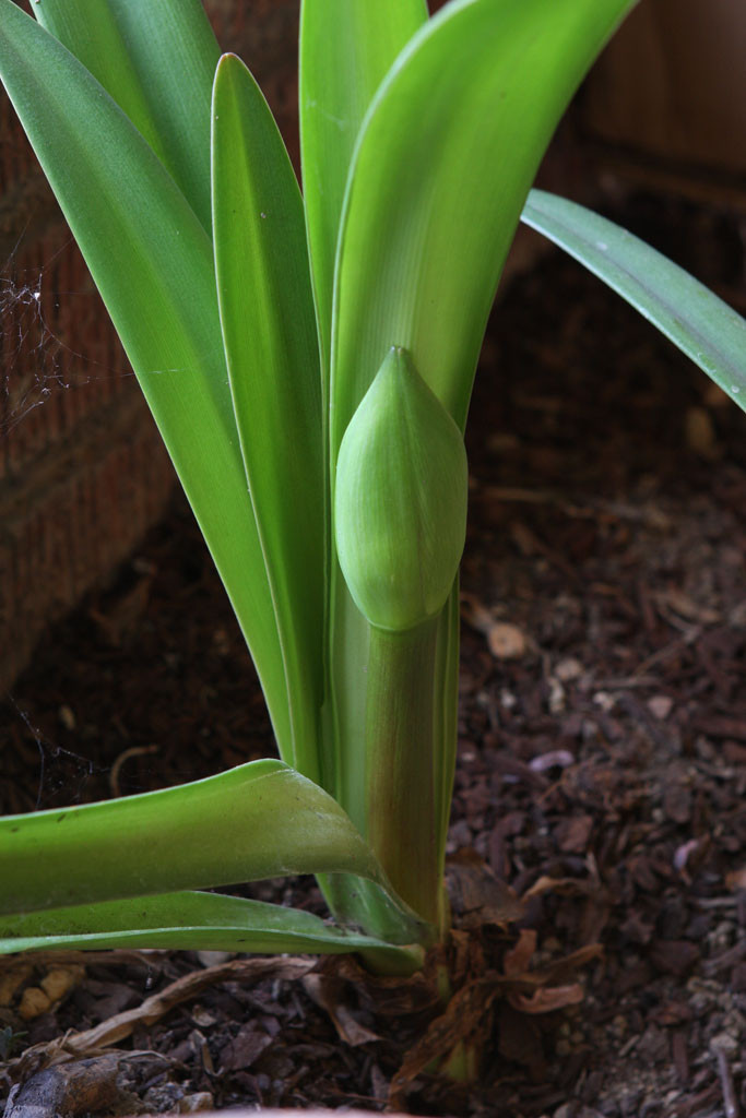 Amaryllis (Hippeastrum)