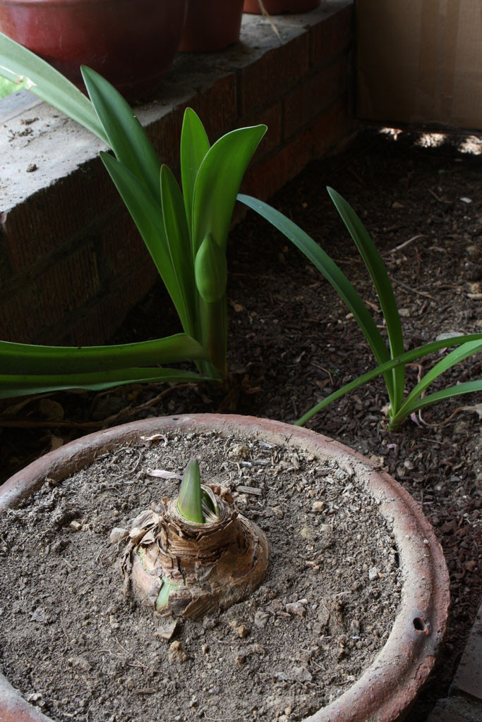 Amaryllis (Hippeastrum)