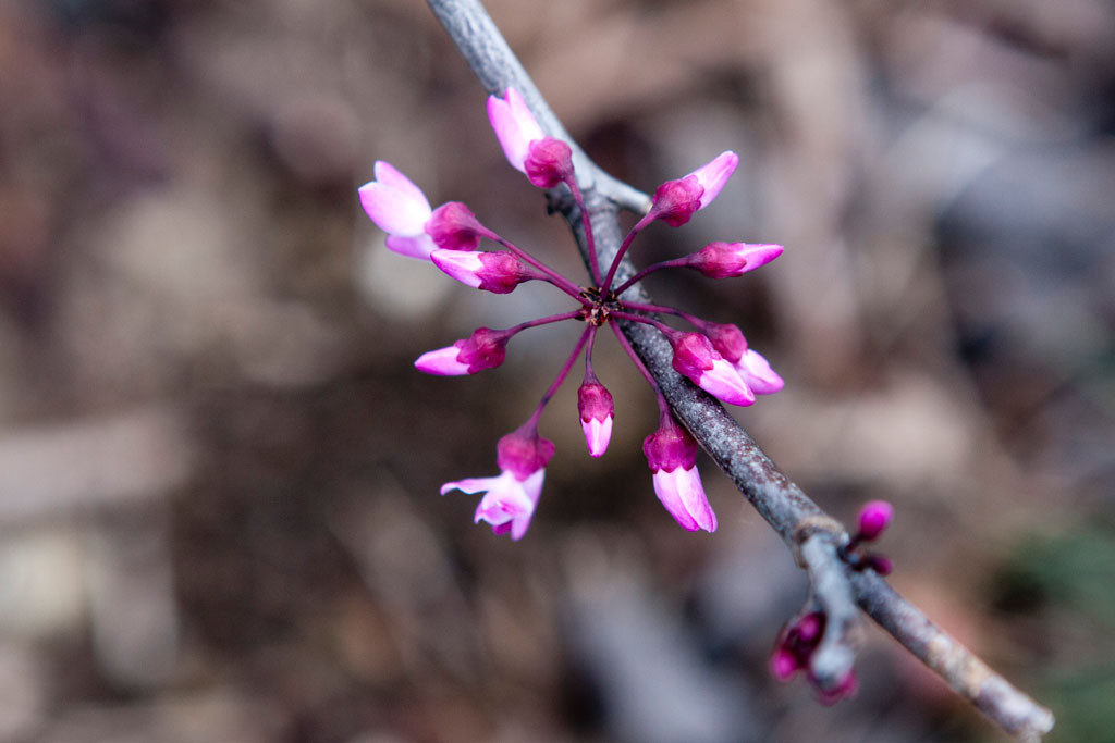 Forest Pansy Redbud(Cercis canadensis)