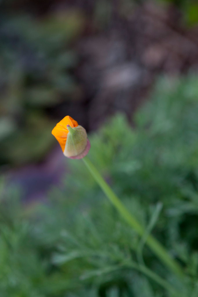 California Poppy(Eschscholzia californica)