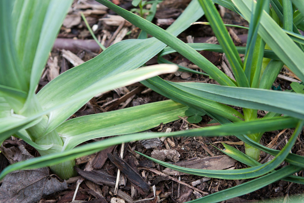 Elephant garlic (left) Chesnok Red garlic (right)