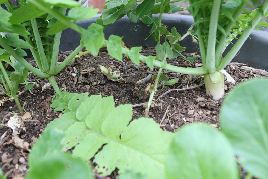 The tale of two radishes: The daikon radish has a leaf that runs along the soil. Not wanting the leaf to block the sun out, I removed it from one of the radishes. The one with the leaf removed is now growing out of the ground. I wonder if the leaf causes the radish to stay under the soil. The next radishes planted will make for a good experiment.