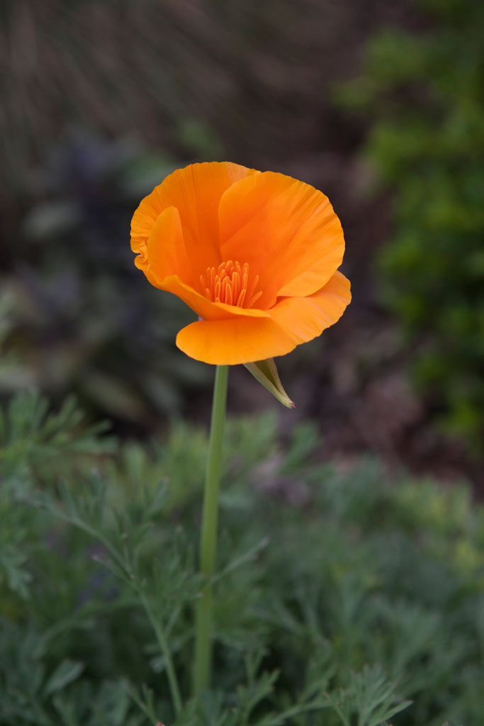 California Poppy(Eschscholzia californica)