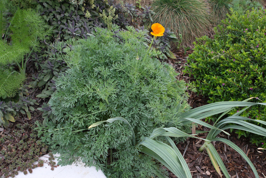 California Poppy(Eschscholzia californica)