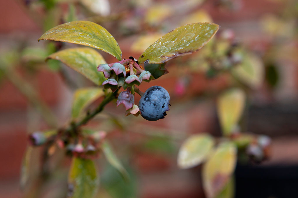 First blueberry of the year. 'Sunshine' blueberry