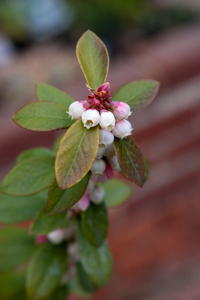 'Sunshine' blueberry blossoms on second year cane