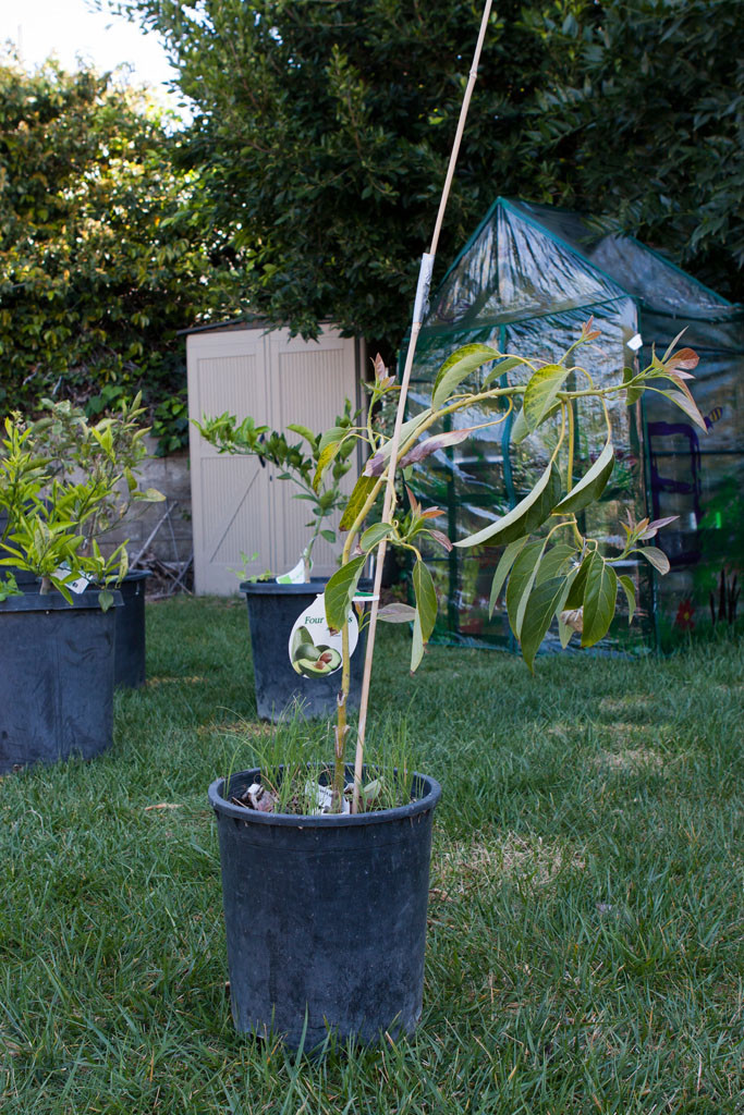 Gwen avocado(Persea americana)