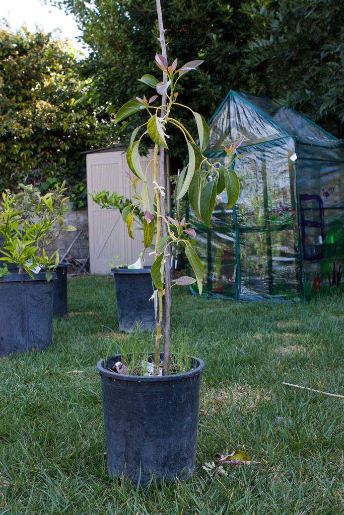 Gwen avocado(Persea americana)