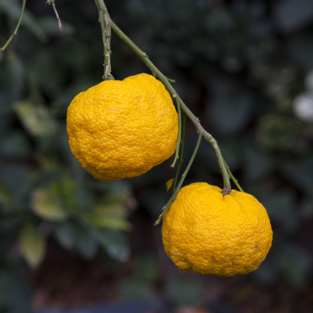 Ripe yuzu citrus